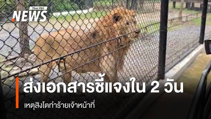 สวนสัตว์เร่งส่งเอกสารชี้แจงกรมอุทยานฯ เหตุสิงโตทำร้าย จนท.ใน 2 วัน