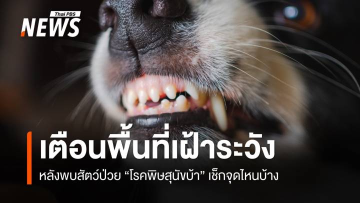 กทม. เตือนพื้นที่เฝ้าระวัง หลังพบสัตว์ป่วย "โรคพิษสุนัขบ้า" เช็กจุดไหนบ้าง
