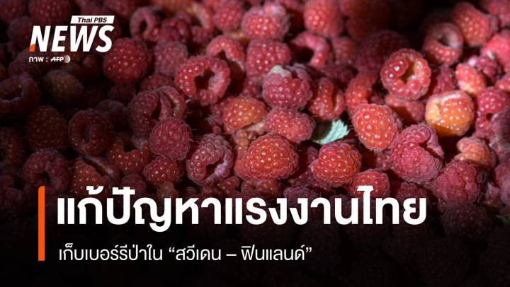 จับตาไทยเดินเกมแก้ปัญหาแรงงานเบอร์รีป่าในสวีเดน-ฟินแลนด์ 