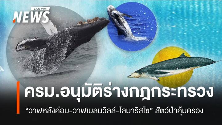 ไฟเขียว "วาฬหลังค่อม-วาฬเบลนวิลล์-โลมาริสโซ" เป็นสัตว์ป่าคุ้มครอง
