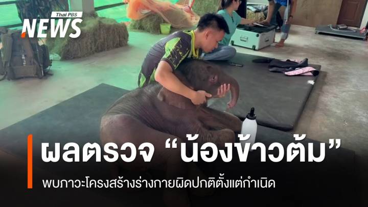 ผลตรวจ "น้องข้าวต้ม" ลูกช้างป่า พบภาวะโครงสร้างร่างกายผิดปกติตั้งแต่กำเนิด