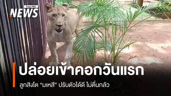 ลูกสิงโต “มเหสี” ปล่อยเข้าคอกวันแรก ปรับตัวได้ดี ไม่ตื่นกลัว 