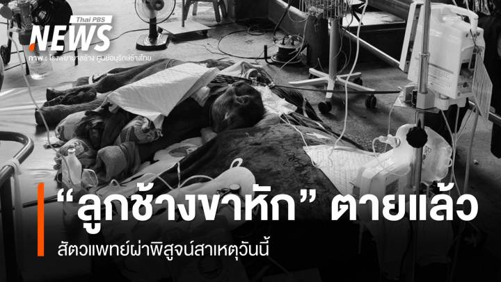 "ลูกช้างขาหัก" อายุ 11 วันตายแล้ว เตรียมผ่าพิสูจน์หาสาเหตุ  