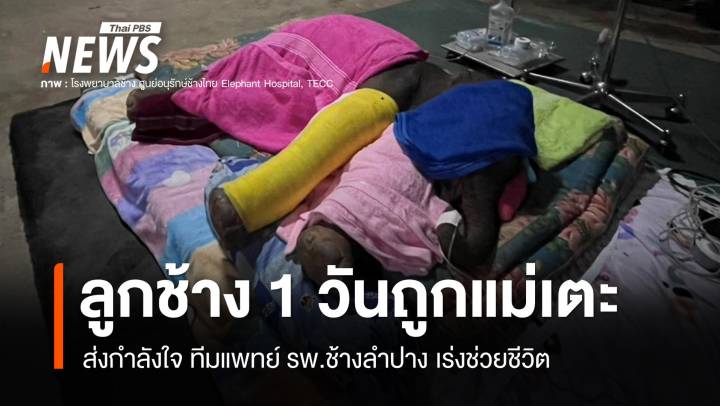 ส่งกำลังใจ! ทีม รพ.ช้างลำปางเร่งช่วยชีวิต พลายอายุ 1 วันถูกแม่เตะขาหัก 