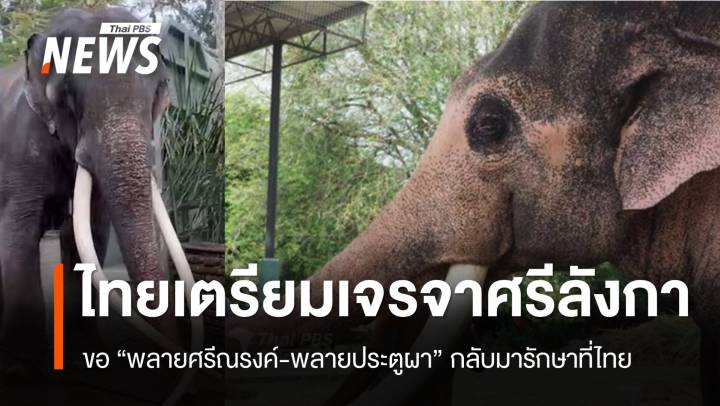 ไทยเตรียมเจรจาศรีลังกา 28 ต.ค. ขอ “พลายศรีณรงค์-พลายประตูผา” กลับมารักษาที่ไทย
