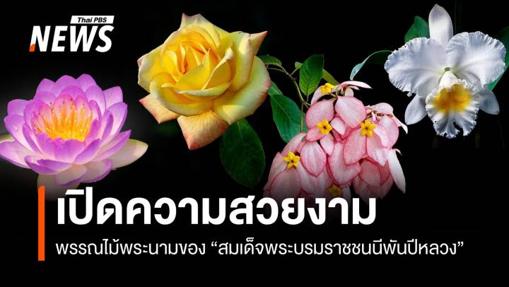 "บุปผาราชินี" พรรณไม้ทรงคุณค่า งดงามในพระนาม "สมเด็จพระบรมราชชนนีพันปีหลวง"