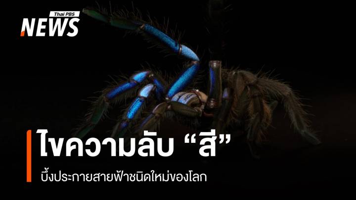 ไขความลับ “สี” บึ้งประกายสายฟ้าชนิดใหม่ของโลก 