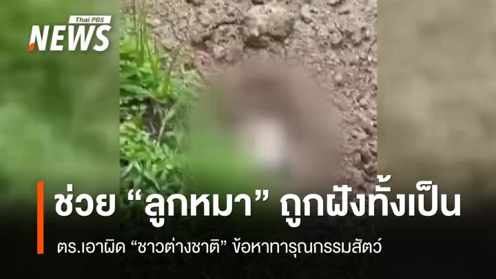 เอาผิดทารุณกรรมสัตว์ "ชาวต่างชาติ" ฝังลูกหมาทั้งเป็น จ.ภูเก็ต