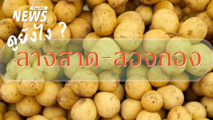 ลองกอง-ลางสาด คู่แฝดผลไม้ไทย จิ๋วแต่แจ๋ว-สารพัดสรรพคุณ