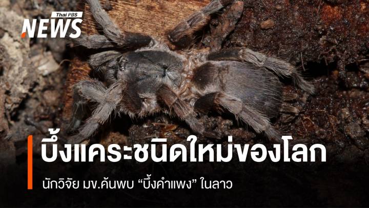 นักวิจัย มข.ค้นพบบึ้งแคระชนิดใหม่ของโลก “บึ้งคำแพง” ในลาว 