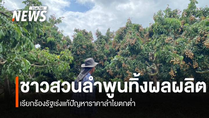 ราคาลำไยดิ่ง ชาวสวนเวียงหนองล่องปล่อยทิ้งคนต้น วอนรัฐเร่งช่วย