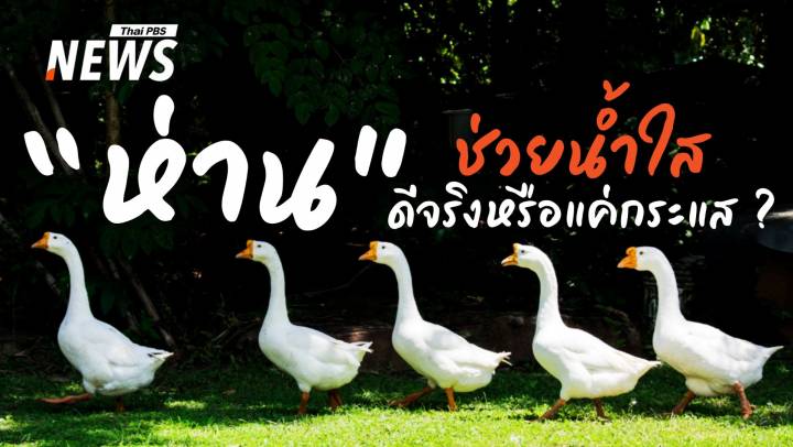 ห่าน VS ภารกิจกู้น้ำ ภูมิปัญญาชาวบ้านสู่ความท้าทายคูเมืองเชียงใหม่