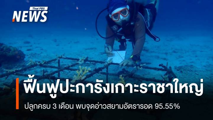 ปลูกครบ 3 เดือน "ปะการังเกาะราชาใหญ่" จุดอ่าวสยามอัตรารอด 95.55%