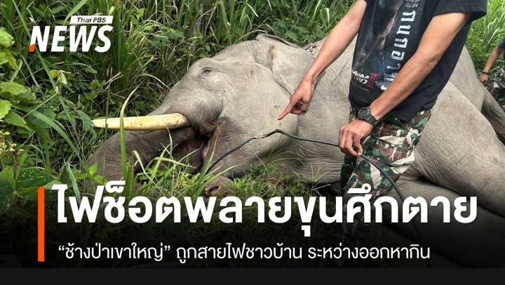 เศร้า! “พลายขุนศึก” ช้างป่าเขาใหญ่ถูกไฟช็อตตาย