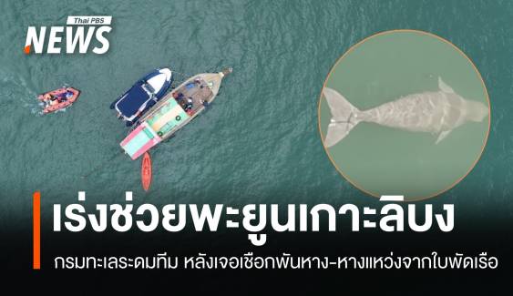 พะยูนเกาะลิบงหางแหว่ง! กรมทะเลระดมทีมช่วย หลังเจอเชือกรัด