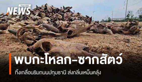 ร้องทิ้งกะโหลก-ซากสัตว์เกลื่อนถนนปทุมธานี ส่งกลิ่นเหม็นคลุ้ง