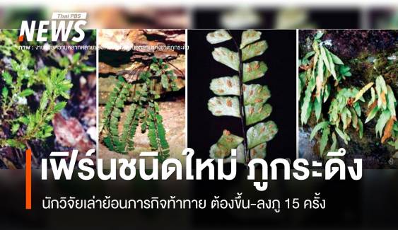 ไม่ใช่แค่หนึ่ง นักวิจัยขึ้น-ลง 15 ครั้ง สำรวจพบ "เฟิร์นชนิดใหม่" ภูกระดึง 