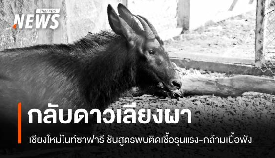 กลับดาวเลียงผา ไนท์ซาฟารีชันสูตรพบติดเชื้อรุนแรง-กล้ามเนื้อพัง