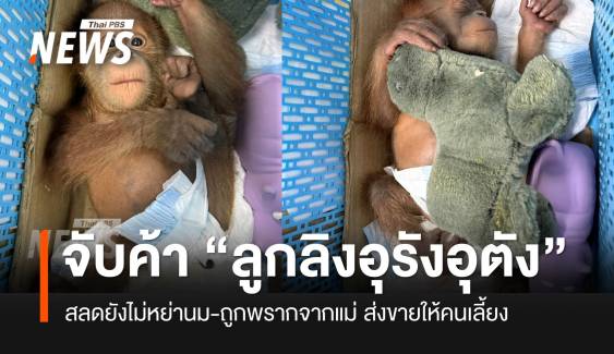 บก.ปทส.จับขบวนการค้าสัตว์ป่า สลดพบ “ลูกอุรังอุตัง” 2 ตัว ยังไม่หย่านม