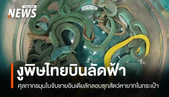 ศุลกากรมุมไบช็อก! ชายอินเดียซุก 47 งูพิษจากไทยในสัมภาระ