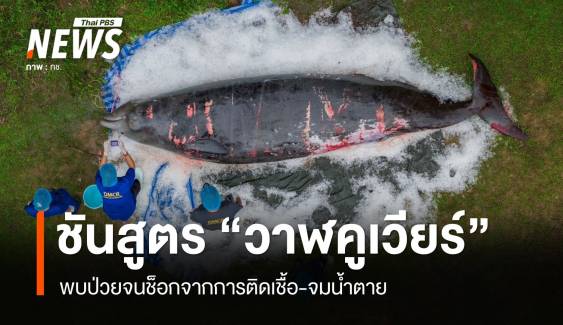 เปิดผลชันสูตร "วาฬคูเวียร์" ป่วยจนช็อกจากการติดเชื้อ-จมน้ำตาย