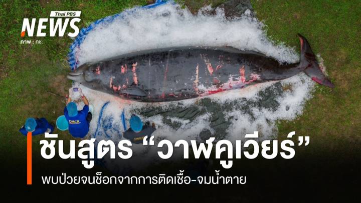 เปิดผลชันสูตร "วาฬคูเวียร์" ป่วยจนช็อกจากการติดเชื้อ-จมน้ำตาย