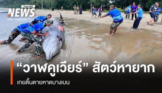 สัตว์ทะเลหายาก "วาฬคูเวียร์" เกยตื้นตายหาดบางเบน