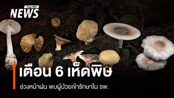 เตือนช่วงหน้าฝน พบผู้ป่วยกิน 6 เห็ดพิษ แนะวิธีสังเกต