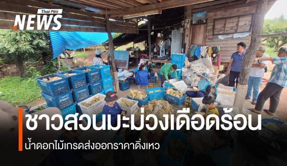 ปีนี้แย่สุด! มะม่วงน้ำดอกไม้ล้นตลาด เกรดส่งออกเผชิญพิษเศรษฐกิจโลก