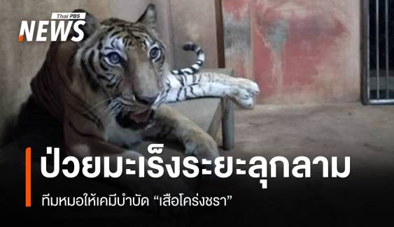 ทีมหมอให้เคมีบำบัด "ต้าร์สอง" เสือโคร่งชรา ป่วยมะเร็งเต้านมระยะลุกลาม