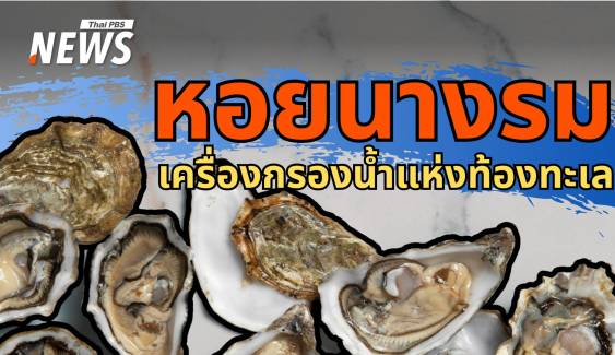 "หอยนางรม" เครื่องกรองน้ำแห่งท้องทะเล ฟื้นฟูระบบนิเวศโลก