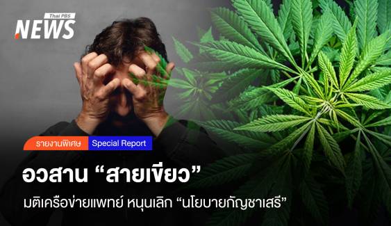อวสาน "สายเขียว" มติเครือข่ายแพทย์ หนุนเลิก "นโยบายกัญชาเสรี"
