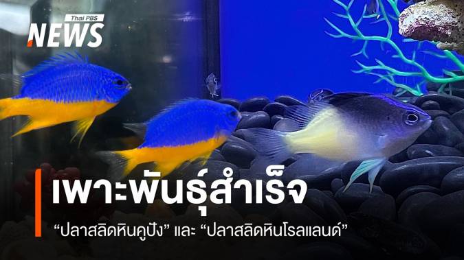 กรมประมง เพาะพันธุ์ &quot;ปลาสลิดหิน 2 ชนิด&quot; สำเร็จครั้งแรกในไทย 