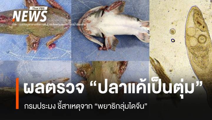 เปิดผลตรวจ "ปลาแค้เป็นตุ่ม"  พบสาเหตุจาก "พยาธิกลุ่มไดจีน"