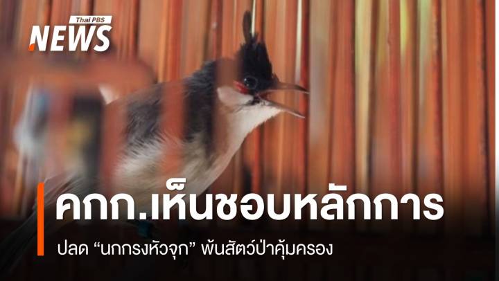 คกก.เห็นชอบหลักการ ปลด "นกกรงหัวจุก" พ้นสัตว์ป่าคุ้มครอง 
