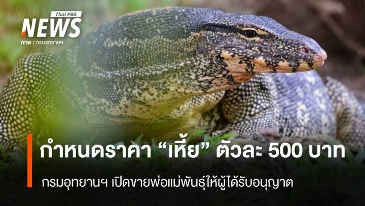 เพาะพันธุ์เชิงเศรษฐกิจ กรมอุทยานฯ กำหนดราคาขาย "เหี้ย" ตัวละ 500 บาท