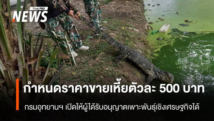 เพาะพันธุ์เชิงเศรษฐกิจ กรมอุทยานฯ กำหนดราคาขาย "เหี้ย" ตัวละ 500 บาท