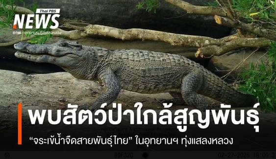 นักวิจัยพบ "จระเข้น้ำจืดพันธุ์ไทย" ใกล้สูญพันธุ์ ในอุทยานฯ ทุ่งแสลงหลวง