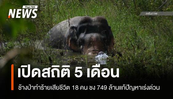 5 เดือน "ช้างป่า" ทำร้ายตาย 18 คน ชง 749 ล้านแก้ปัญหาเร่งด่วน