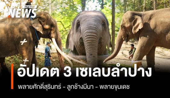 อัปเดต 3 เซเลบช้างเมืองลำปาง "ศักดิ์สุรินทร์-มีนา-ขุนเดช"