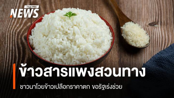 ข้าวสารสวนทาง! ชาวนาโวยข้าวเปลือกราคาตก ขอรัฐบาลเร่งช่วย