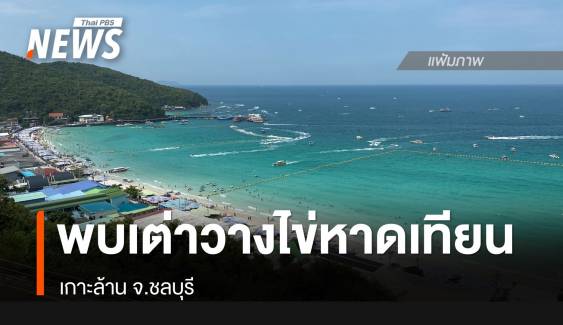 พบเต่าวางไข่หาดเทียน เกาะล้าน จ.ชลบุรี 