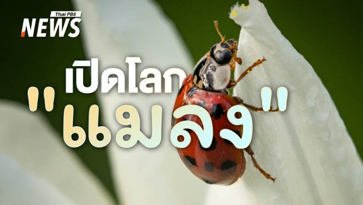 โลกร้อน + ฝุ่น PM 2.5 กระทบเหล่า "แมลง" ตัวจิ๋ว แค่ไหน