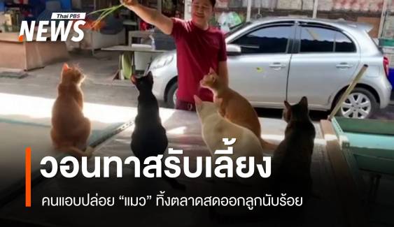 วอนทาสรับเลี้ยง! ทิ้งแมวเกลื่อนตลาดสดนนท์ออกลูกนับ 100 ตัว 