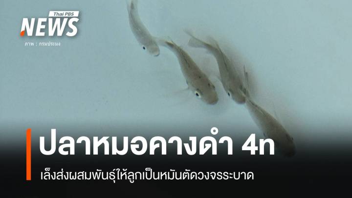 ปลาหมอคางดำ 4n ส่งผสมพันธุ์ให้ลูกเป็นหมันตัดวงจรแพร่ระบาด