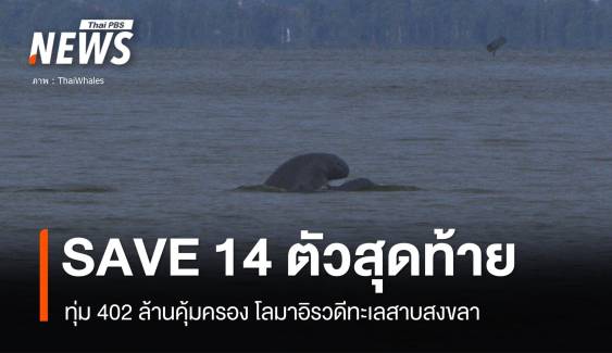 ไฟเขียว 402 ล้านอนุรักษ์โลมาอิรวดี 14 ตัวสุดท้ายทะลสาบสงขลา 