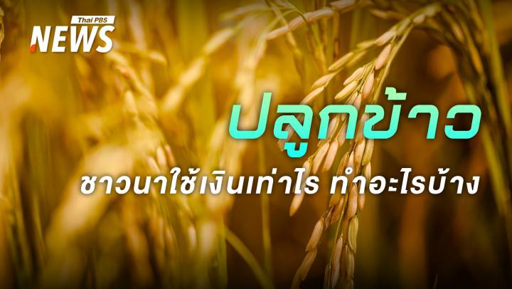 ต้นทุน "ชาวนา" คำนวณ "กำไร-ขาดทุน" ข้าวไทยราคาตกต่ำ