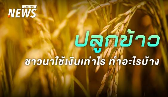 ต้นทุน "ชาวนา" คำนวณ "กำไร-ขาดทุน" ข้าวไทยราคาตกต่ำ