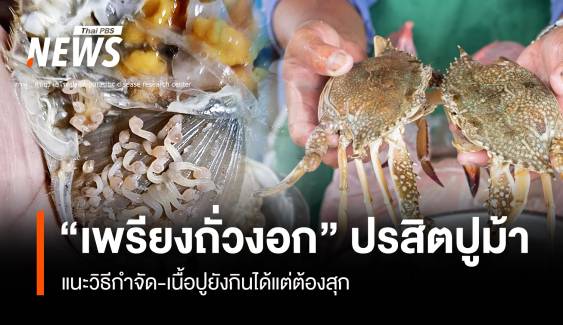 ไขคำตอบ "เพรียงถั่วงอก" ปรสิตในปูม้าแกะทิ้ง-ปรุงเนื้อปูให้สุก  