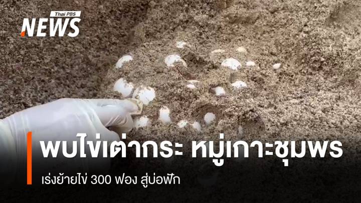 พบ 2 รังไข่เต่ากระกว่า 300 ฟอง อุทยานฯหมู่เกาะชุมพร